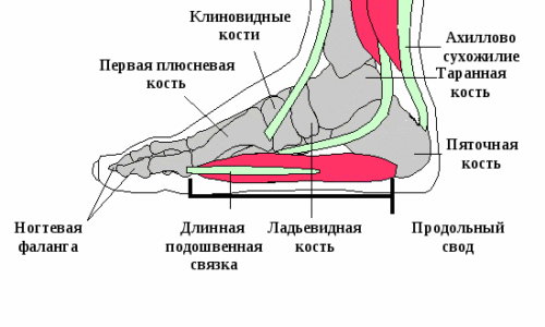 Клинические проявления и лечение перелома пальцев стопы